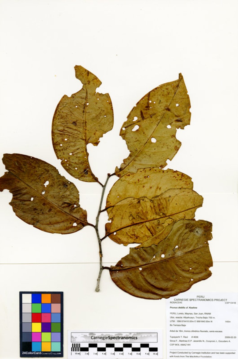 Prunus detrita photo 4