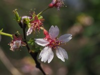Prunus discoidea