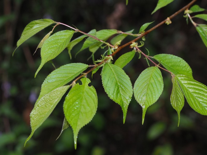 Prunus discoidea photo 2