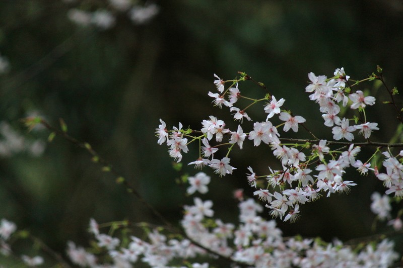 Prunus discoidea photo 3
