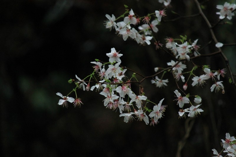 Prunus discoidea photo 4