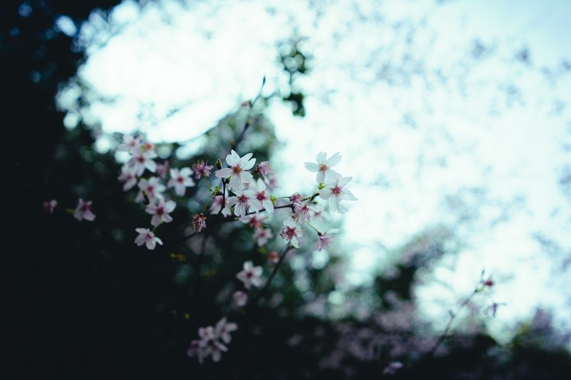 Prunus discoidea photo 5