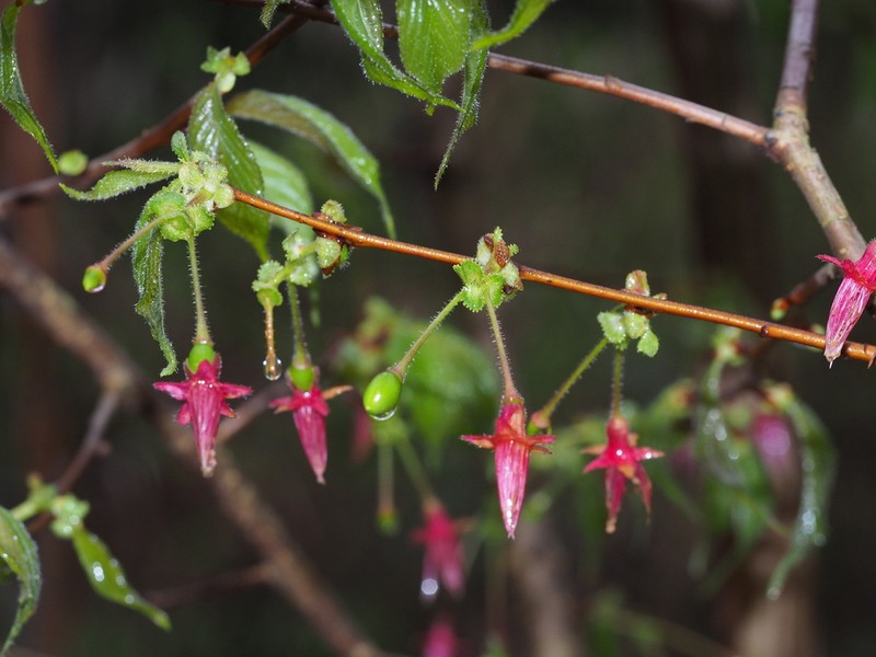 Prunus discoidea photo 6