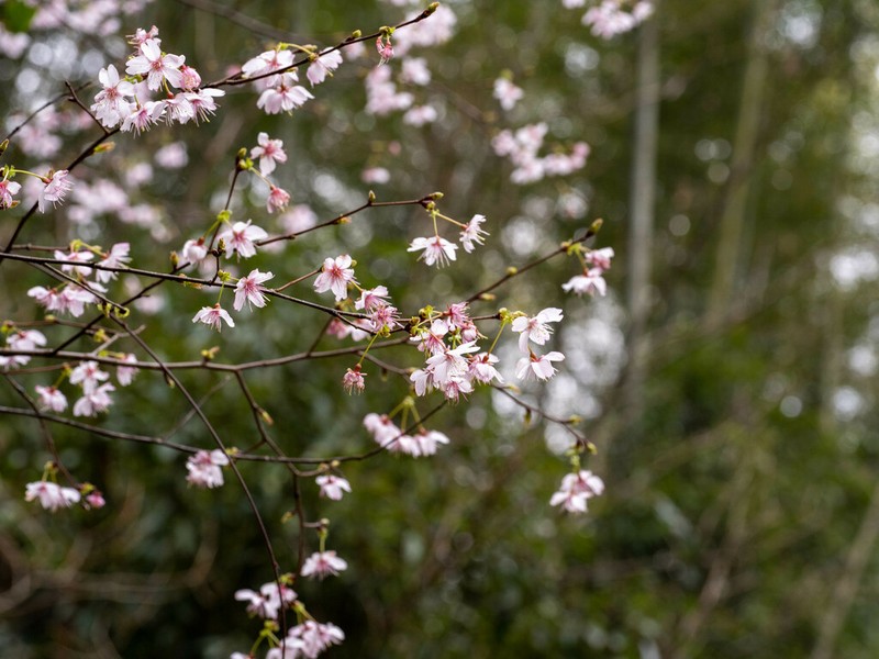 Prunus discoidea photo 7