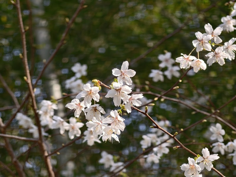 Prunus discoidea photo 8