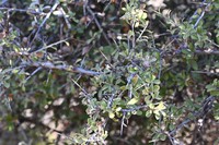 Prunus discolor