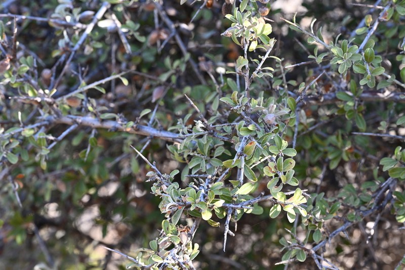 Prunus discolor