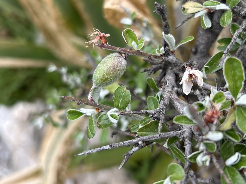 Prunus discolor photo 2