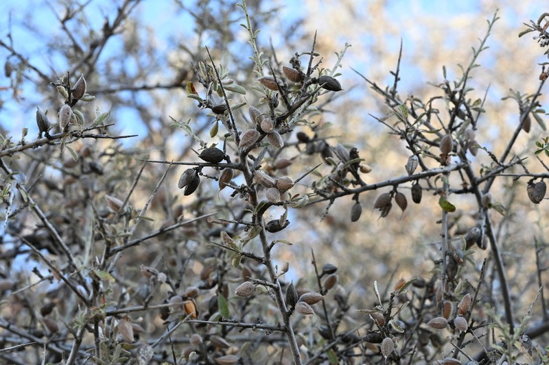 Prunus discolor photo 3