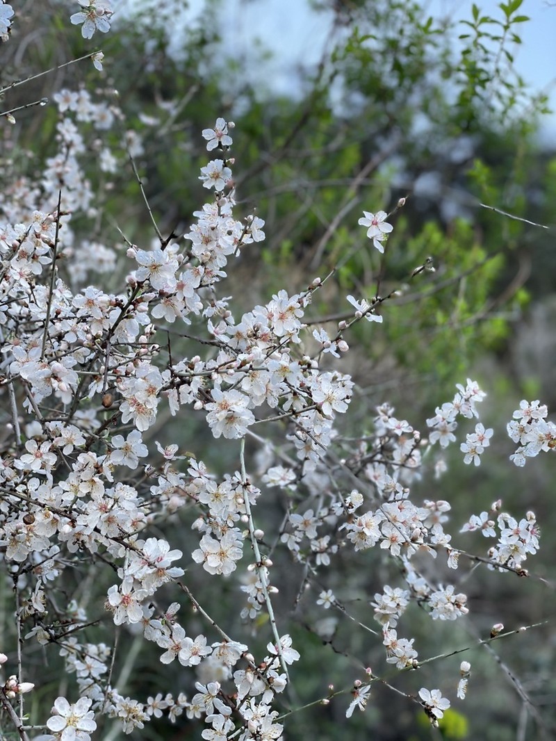 Prunus discolor photo 6