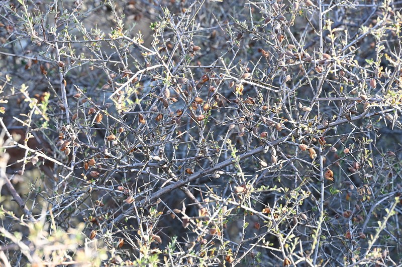Prunus discolor photo 7