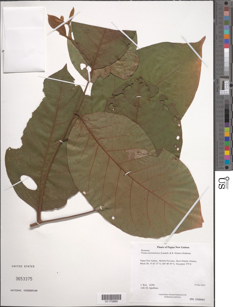 Prunus dolichobotrys