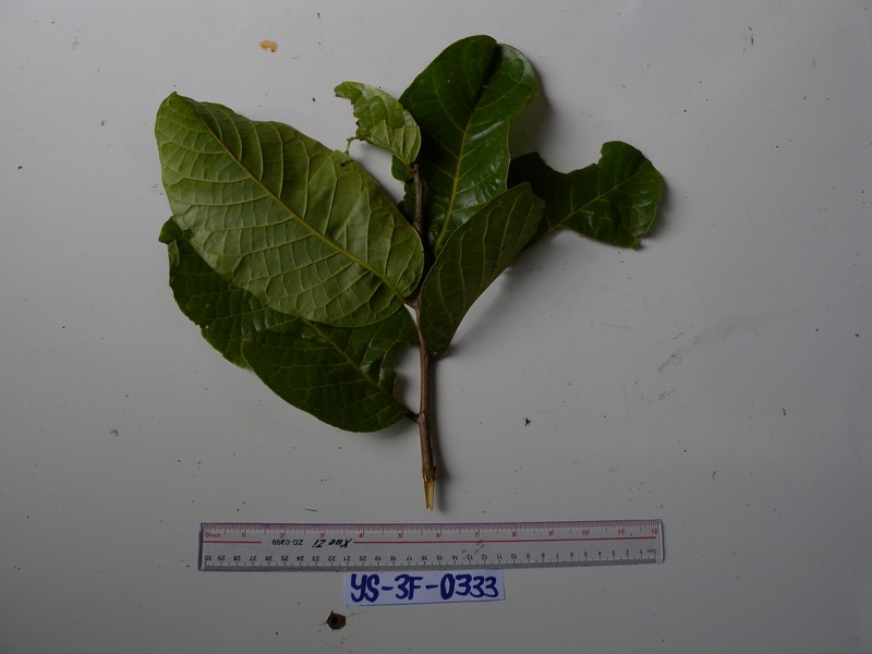 Prunus dolichobotrys photo 2