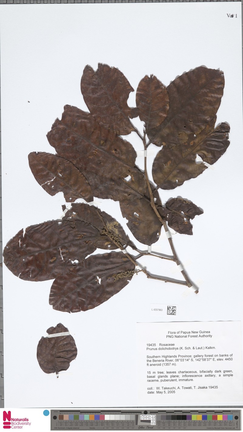 Prunus dolichobotrys photo 3