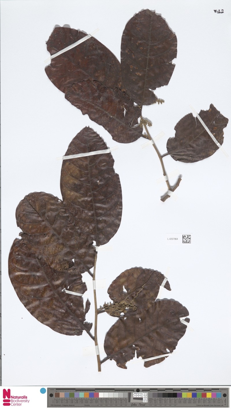 Prunus dolichobotrys photo 4