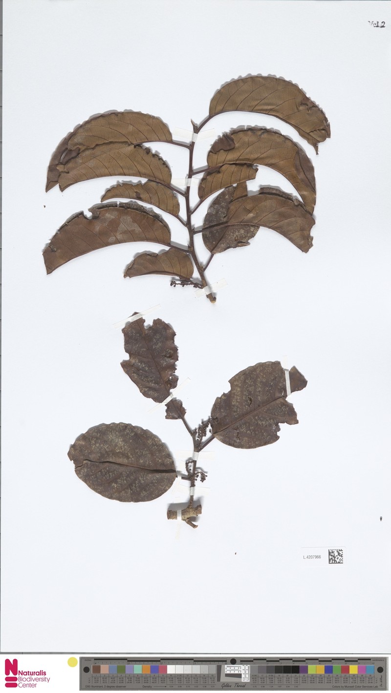 Prunus dolichobotrys photo 5