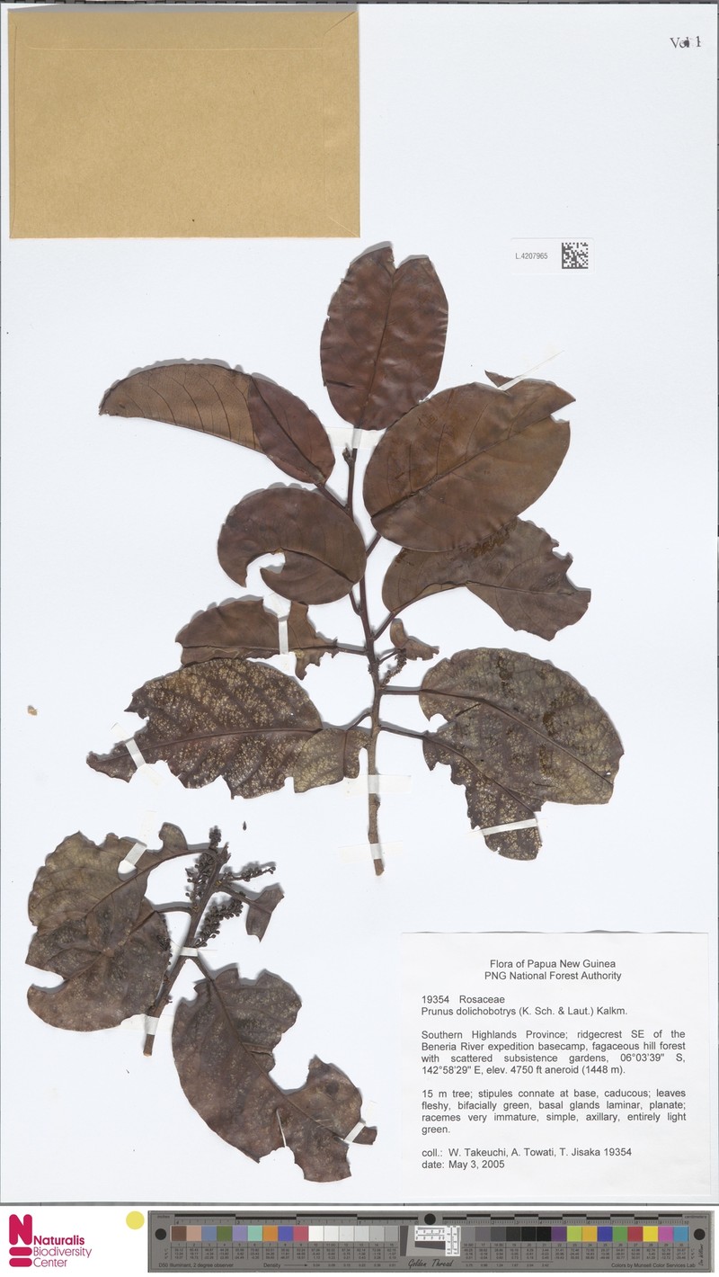 Prunus dolichobotrys photo 6