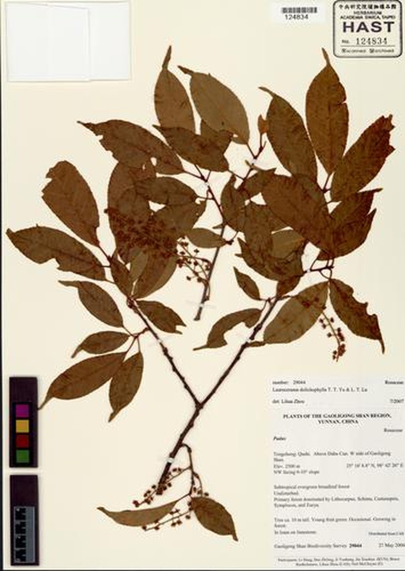 Prunus dolichophylla