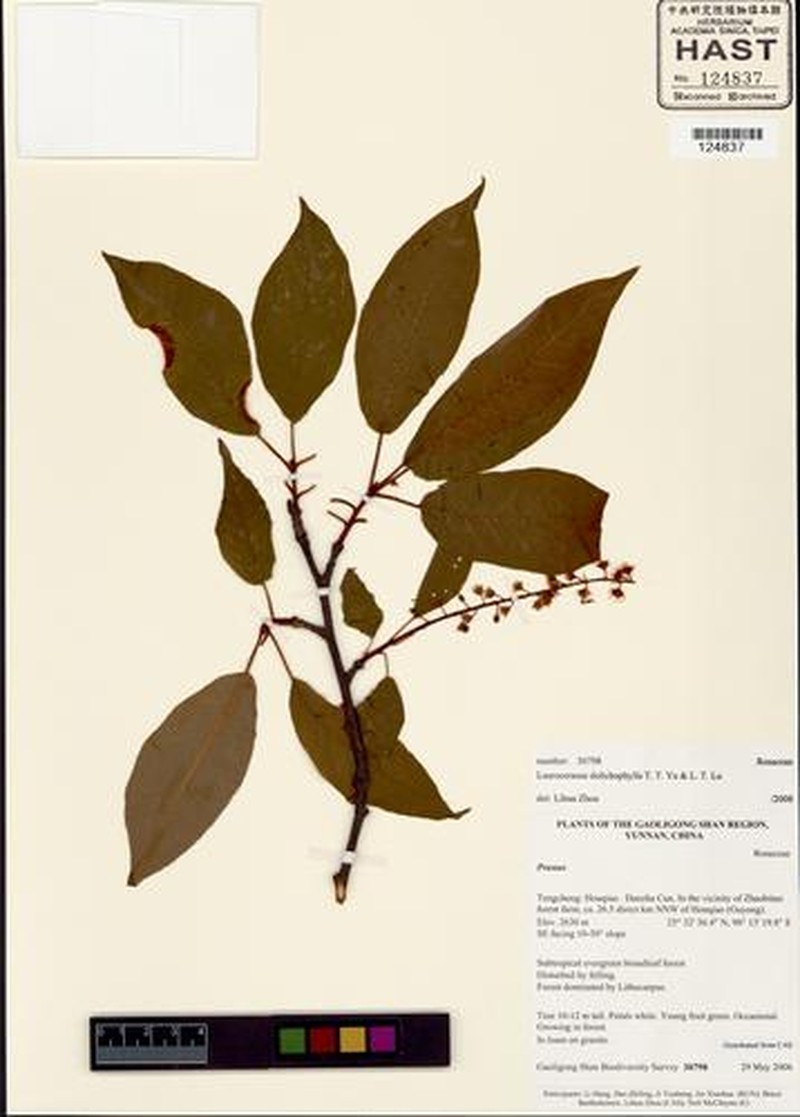 Prunus dolichophylla photo 2