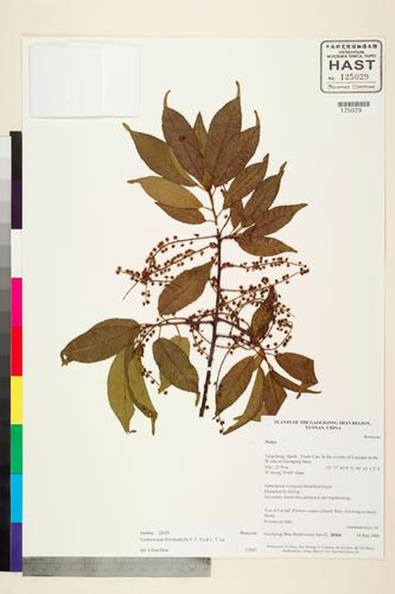 Prunus dolichophylla photo 3