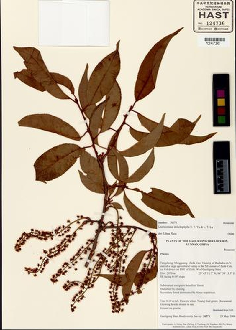 Prunus dolichophylla photo 4