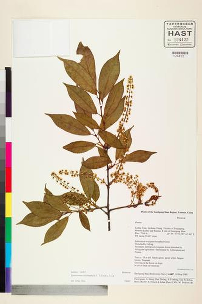 Prunus dolichophylla photo 5