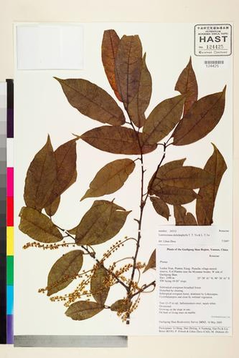 Prunus dolichophylla photo 6