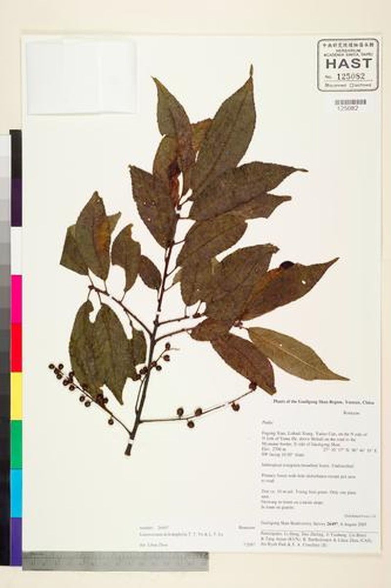 Prunus dolichophylla photo 7