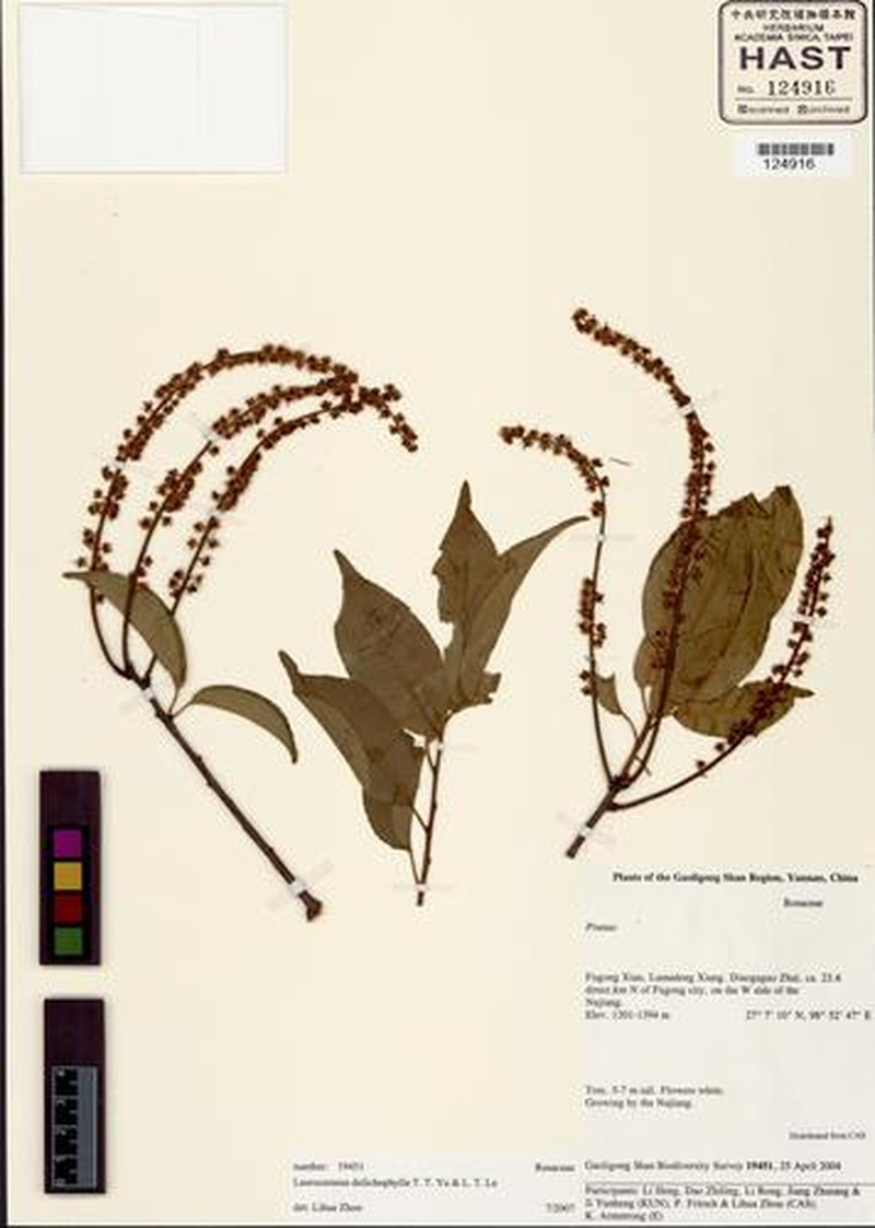 Prunus dolichophylla photo 8