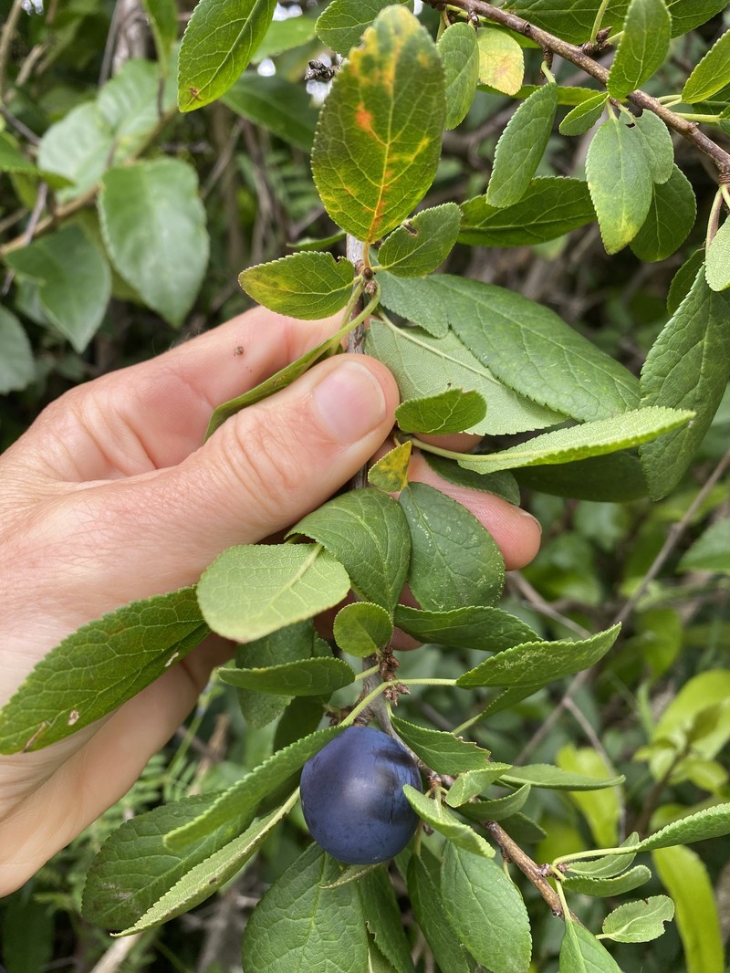 European Plum photo 6