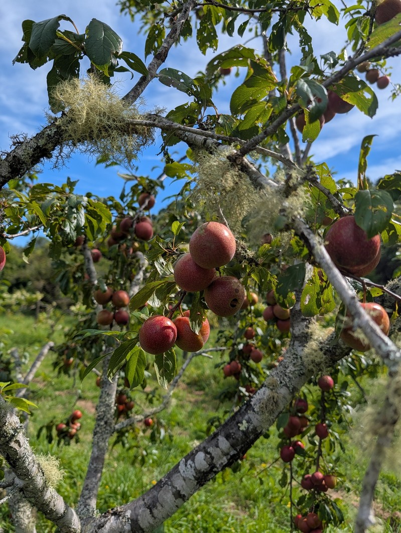 European Plum photo 7