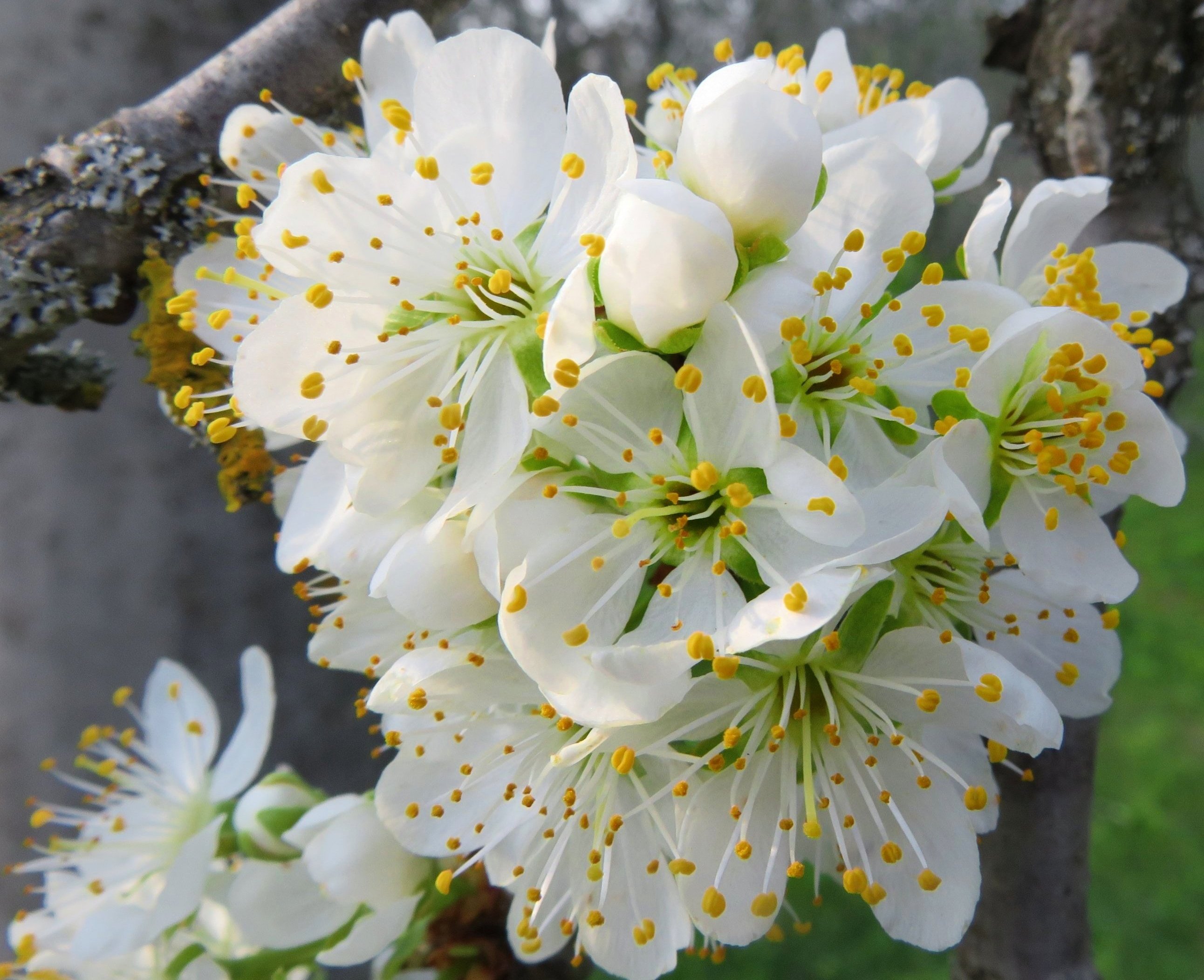 European Plum photo 3