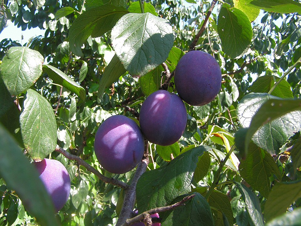 European Plum