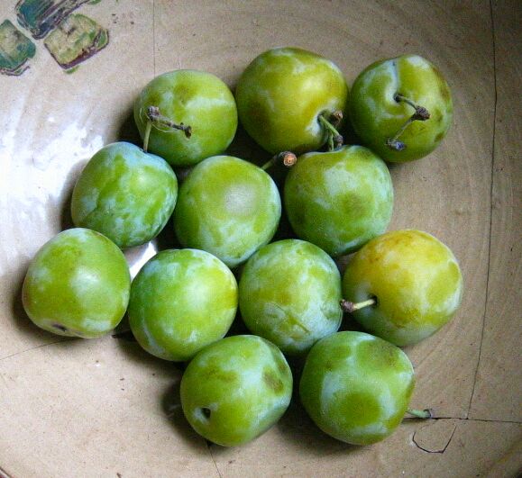 European Plum photo 4