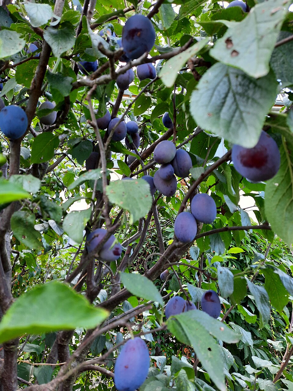 European Plum photo 5