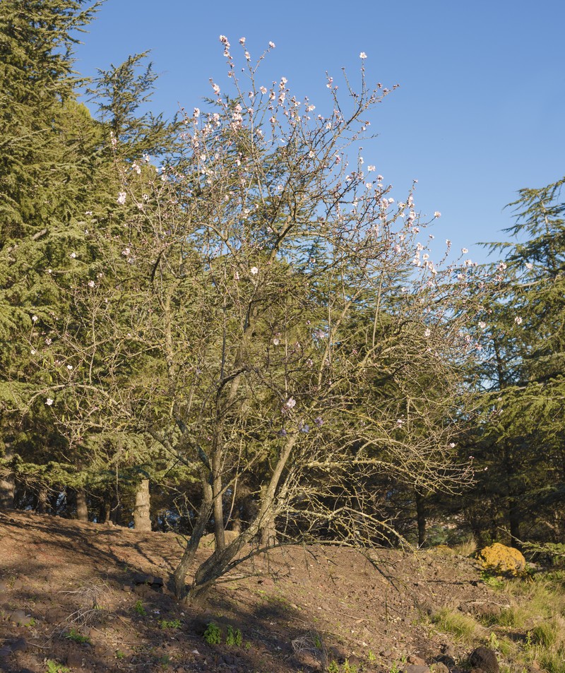 European Plum photo 2