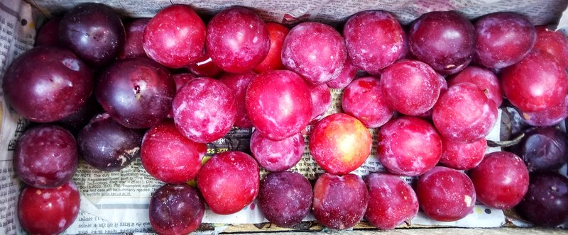 European Plum photo 6