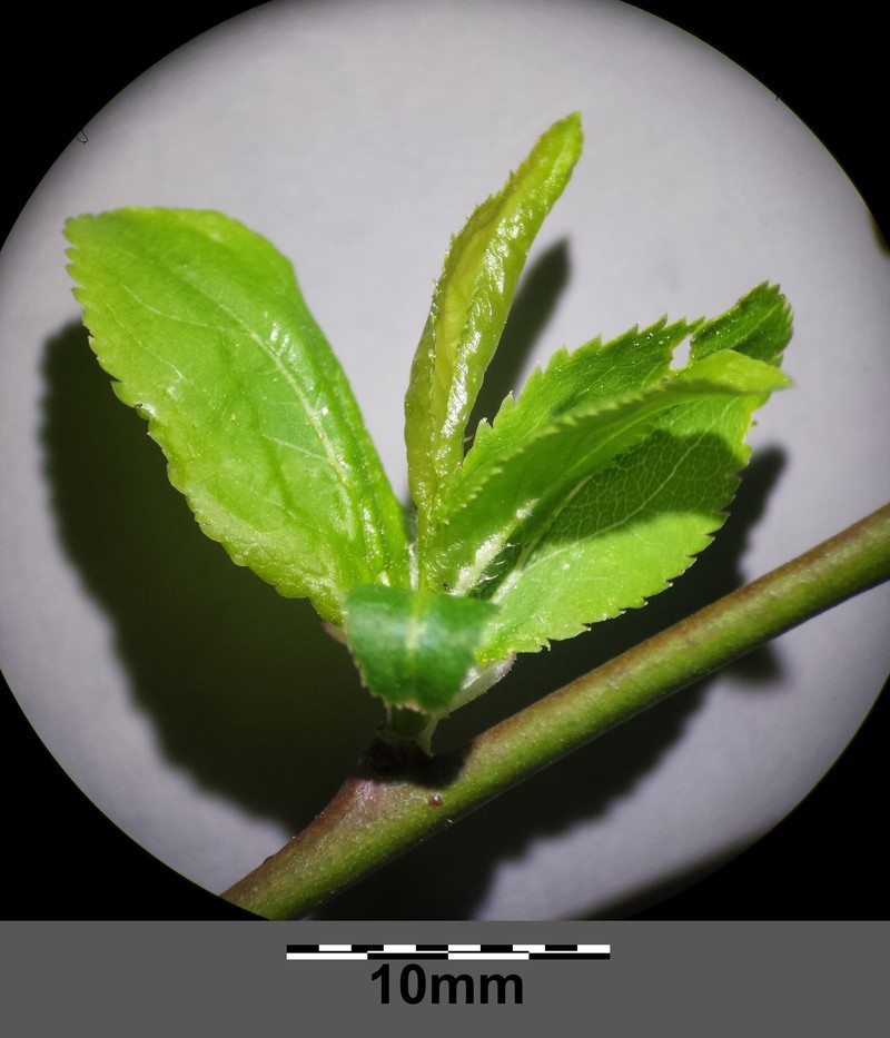 European Plum photo 7