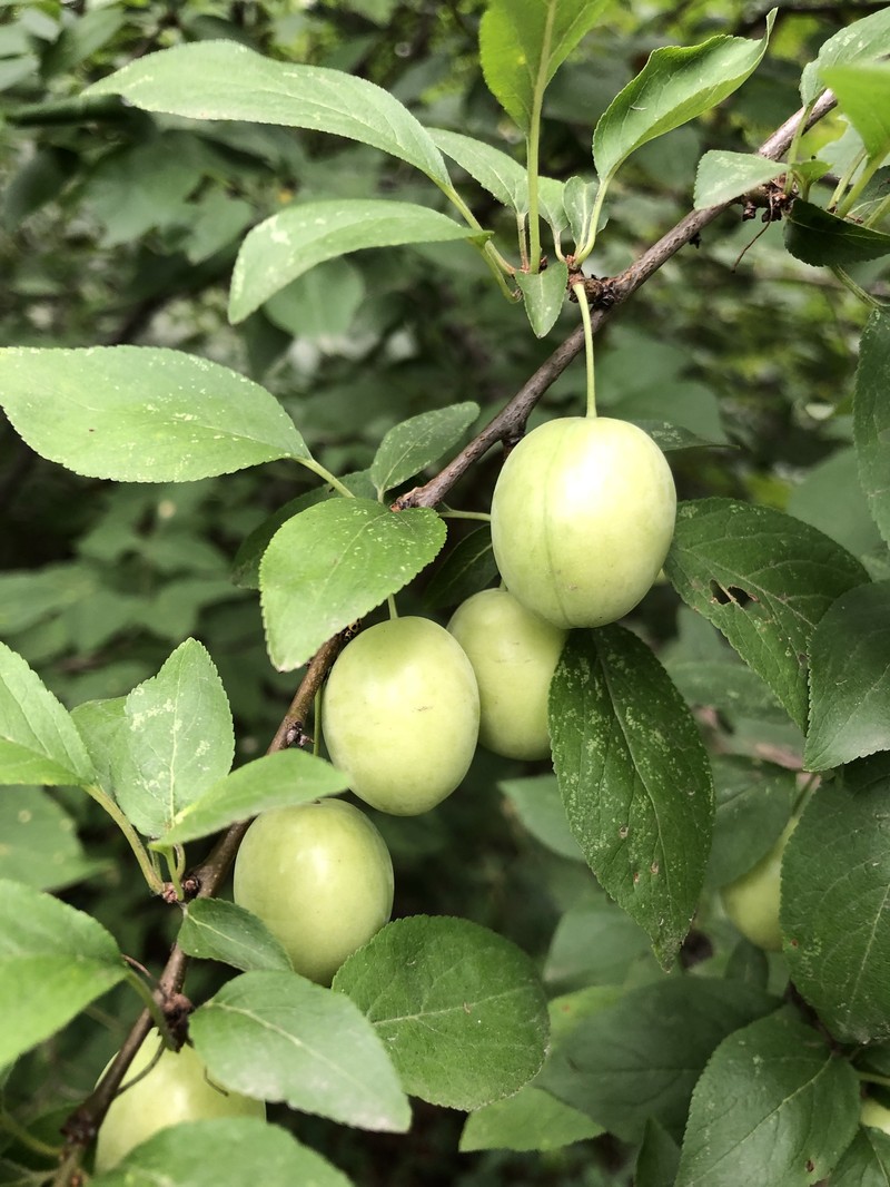 European Plum photo 8