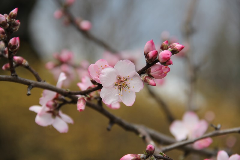 Sweet Almond