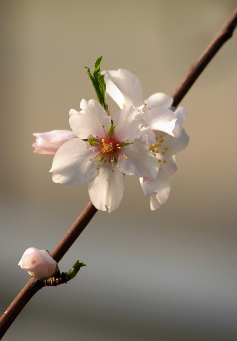 Sweet Almond photo 2