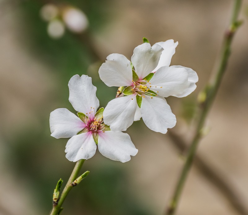 Sweet Almond photo 3