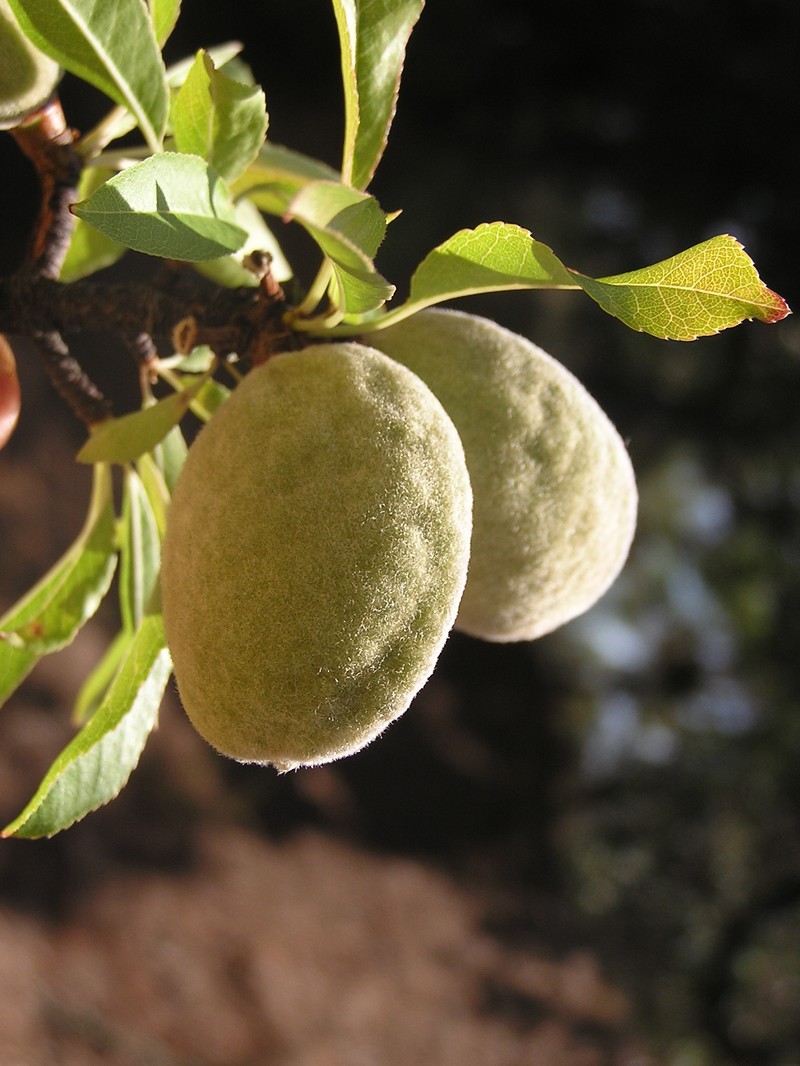 Sweet Almond photo 4