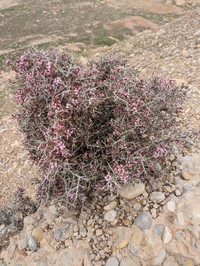 Prunus eburnea