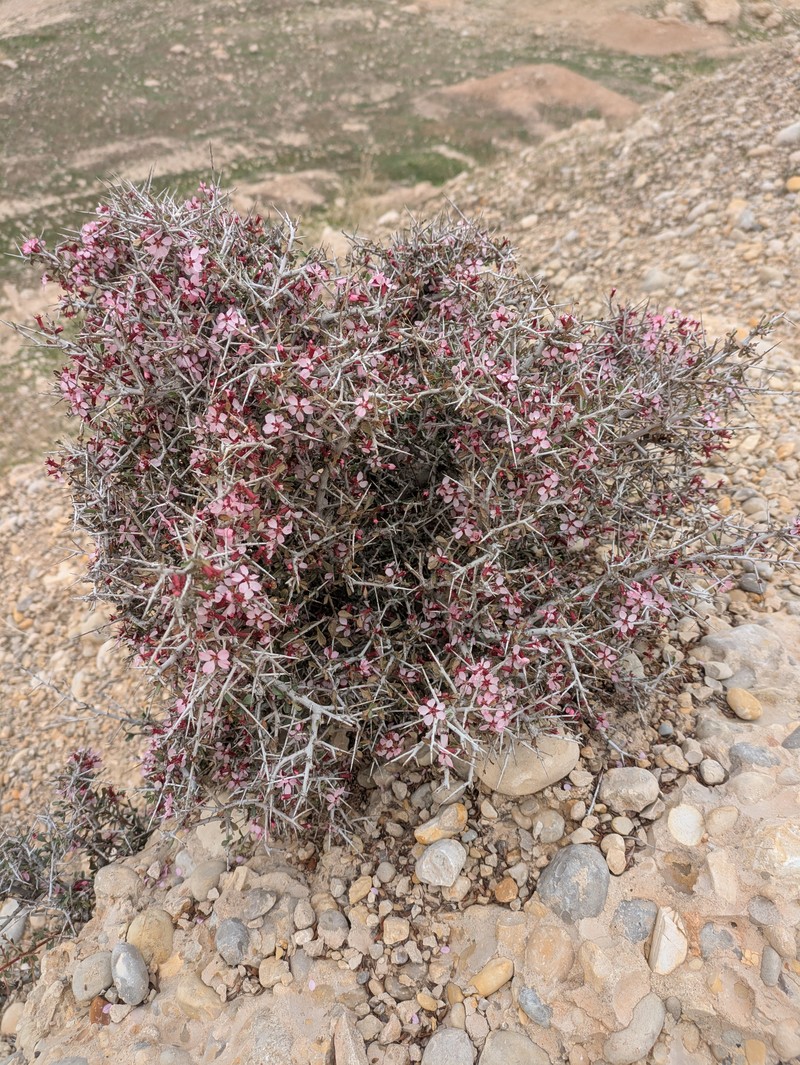 Prunus eburnea