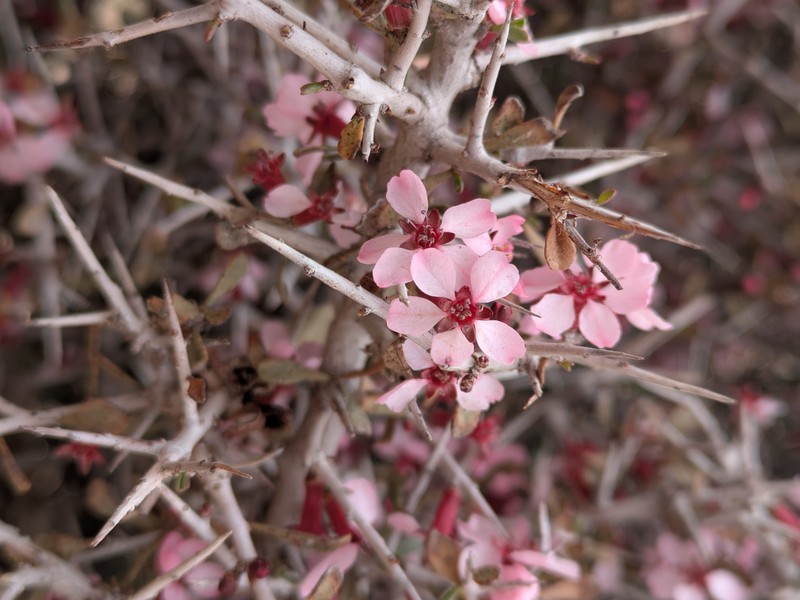 Prunus eburnea photo 2