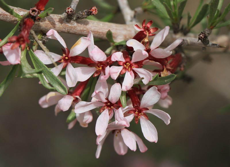 Prunus eburnea photo 3