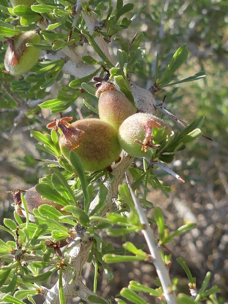 Prunus eburnea photo 5