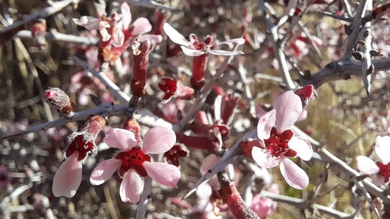 Prunus eburnea photo 7