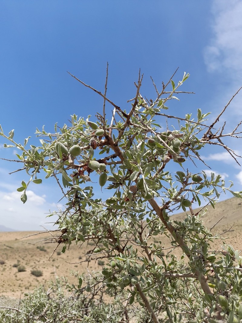 Prunus elaeagrifolia